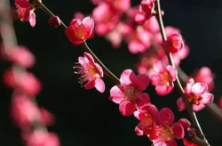 梅花美女指什么生肖,探寻生肖中的优雅使者