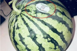 大理网红吃瓜,揭秘网红圈背后的故事与争议