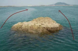 浮游矶钓,探索浮游矶钓的奥秘与乐趣