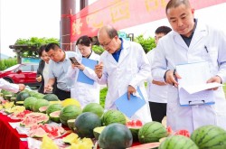 吃瓜论坛社区中国人的“吃瓜自由”底气越来越足